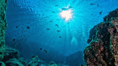 The Nature Conservancy launches £30m Blue Bonds scheme for marine protection